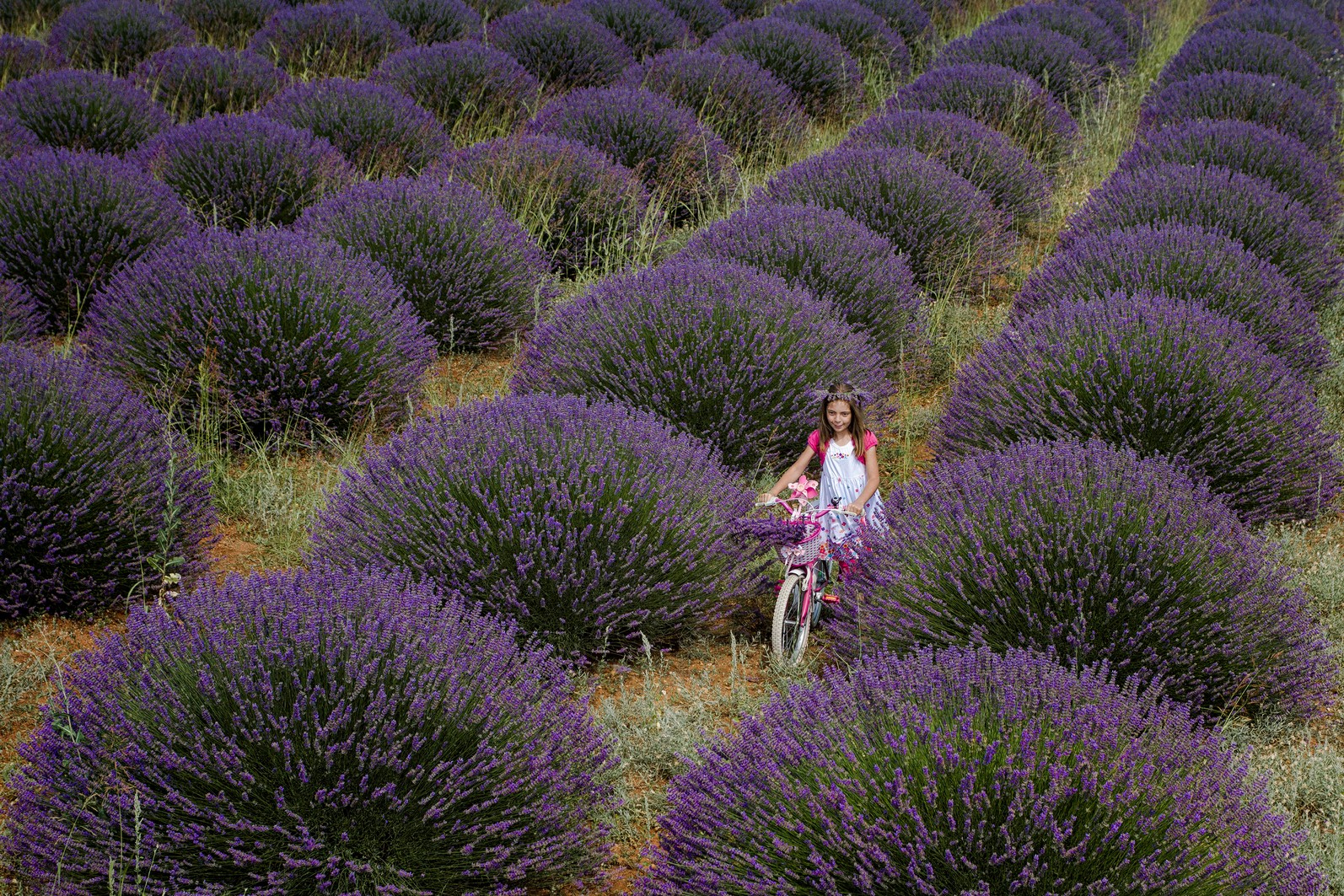 Lavanta Zamanı Isparta